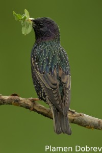 Starling/Скорец