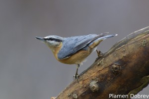 Eurasian nuthatch/Горската зидарка