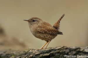 Eurasian wren/Орехче