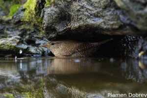 Eurasian wren/Орехче