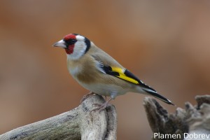 European goldfinch/Щиглец