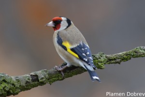 European goldfinch/Щиглец