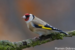 European goldfinch/Щиглец
