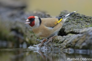 European goldfinch/Щиглец