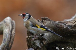 European goldfinch/Щиглец