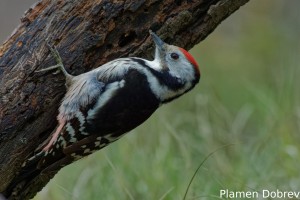 Middle spotted woodpecker/Среден пъстър кълвач