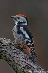 Middle spotted woodpecker/Среден пъстър кълвач