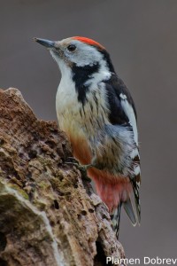 Middle spotted woodpecker/Среден пъстър кълвач