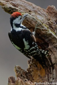 Middle spotted woodpecker/Среден пъстър кълвач