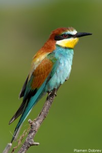 Bee-eater/Пчелояд