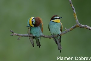 Bee-eater/Пчелояд