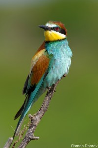 Bee-eater/Пчелояд