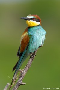 Bee-eater/Пчелояд
