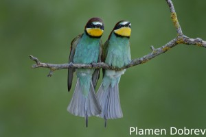 Bee-eater/Пчелояд