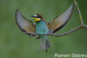 Bee-eater/Пчелояд