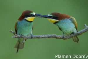 Bee-eater/Пчелояд