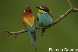 Bee-eater/Пчелояд