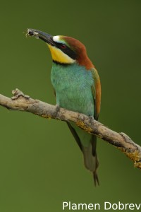 Bee-eater/Пчелояд