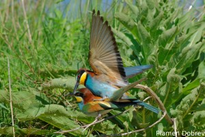 Bee-eater/Пчелояд