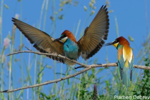 Bee-eater/Пчелояд