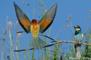 Bee-eater/Пчелояд