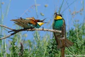 Bee-eater/Пчелояд