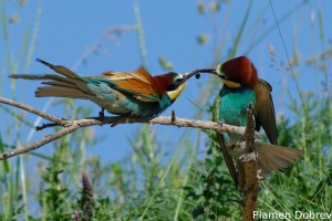 Bee-eater/Пчелояд