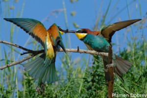 Bee-eater/Пчелояд