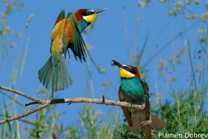 Bee-eater/Пчелояд