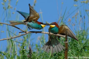 Bee-eater/Пчелояд