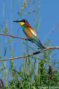 Bee-eater/Пчелояд
