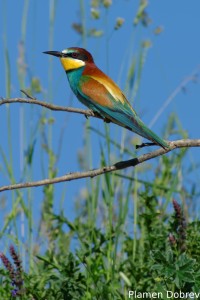 Bee-eater/Пчелояд