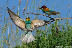 Bee-eater/Пчелояд