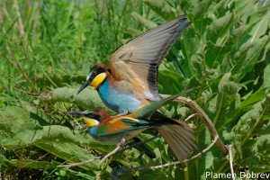 Bee-eater/Пчелояд