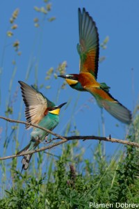Bee-eater/Пчелояд
