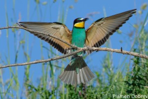 Bee-eater/Пчелояд