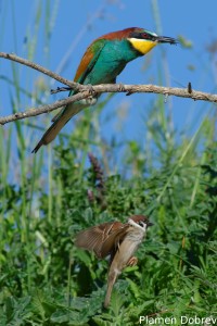 Bee-eater/Пчелояд