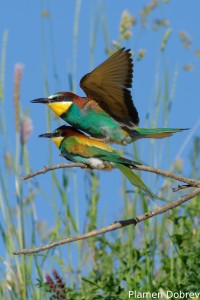 Bee-eater/Пчелояд