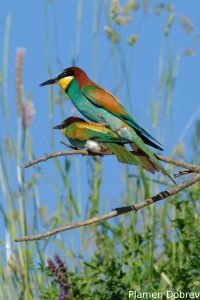 Bee-eater/Пчелояд