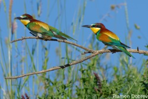 Bee-eater/Пчелояд