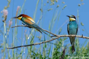 Bee-eater/Пчелояд