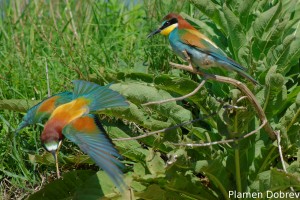 Bee-eater/Пчелояд