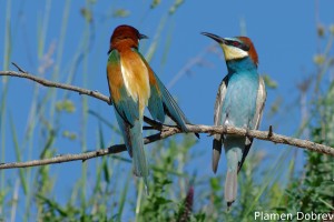 Bee-eater/Пчелояд
