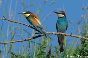 Bee-eater/Пчелояд