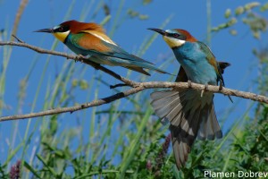 Bee-eater/Пчелояд