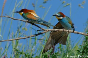 Bee-eater/Пчелояд