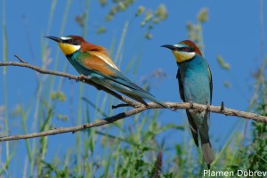 Bee-eater/Пчелояд