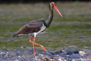 Black stork/Черен щъркел