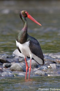 Black stork/Черен щъркел