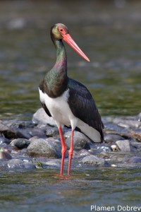 Black stork/Черен щъркел